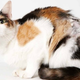 Illustration for article titled Adorable Adoptable Animals in Accessories Will Make Your Eyes Leak